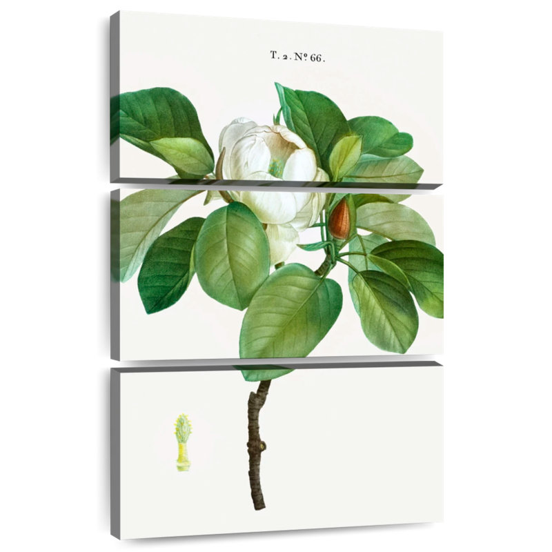 Harnek Magnolia Glauca, H 32 po x l 20 po