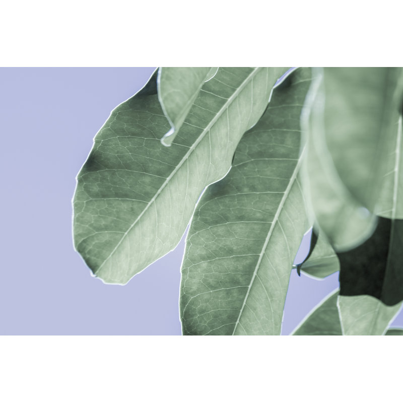 Clear Leaves on Blue II by Eva Bane - Graphic Art, 51 cm H x 76 cm W, Wrapped Canvas