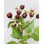 Artificial Montana Rose Hip 23.5"-1231080858-1231080859