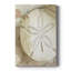 Toile tendue de qualité supérieure Dry Sand Dollar II - prête à être accrochée-644691299-663790233-663790238
