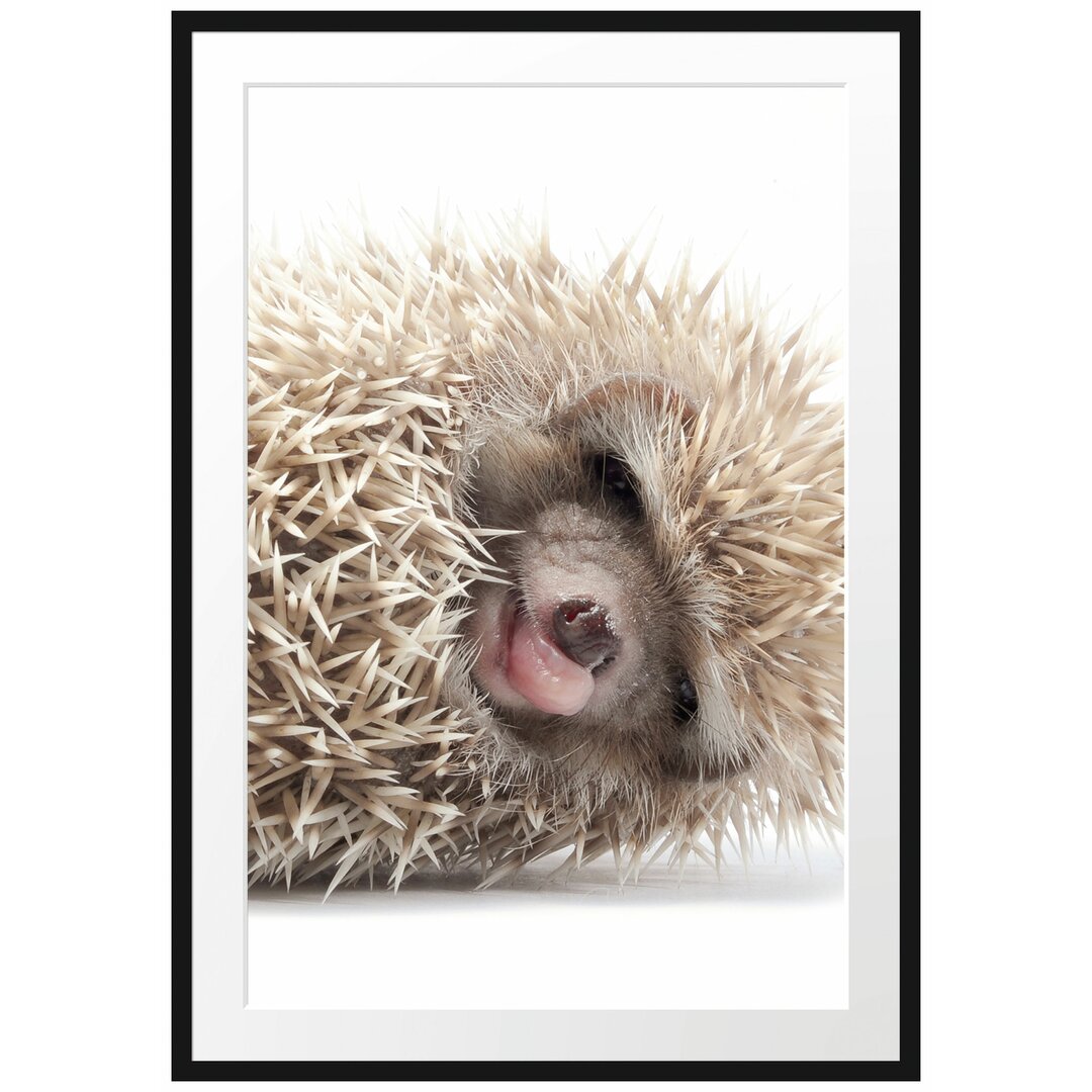 Gerahmtes Poster Kleines niedliches Igel Baby