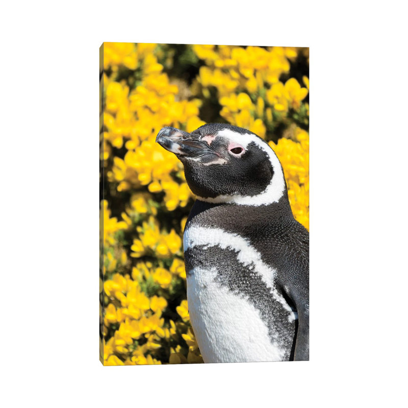 Magellanic Penguin At Burrow In Front Of Yellow Flowering Gorse, Falkland Islands by Martin Zwick - Wrapped Canvas Print
