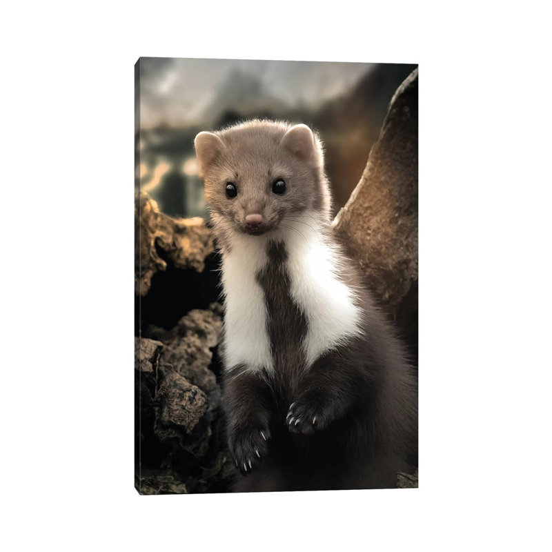 The Cute Weasel by Zenja Gammer - Print on Canvas, 20.32 cm H x 30.48 cm W, Wrapped Canvas