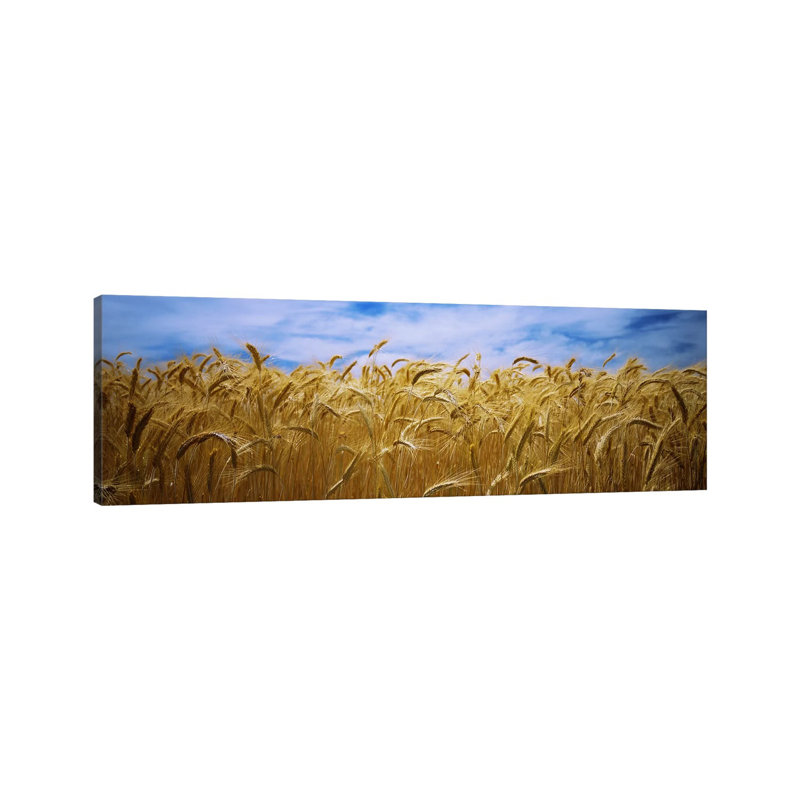 Wheat Crop Growing In A Field, Palouse Country, Washington State, USA - Wrapped Canvas Panoramic Print