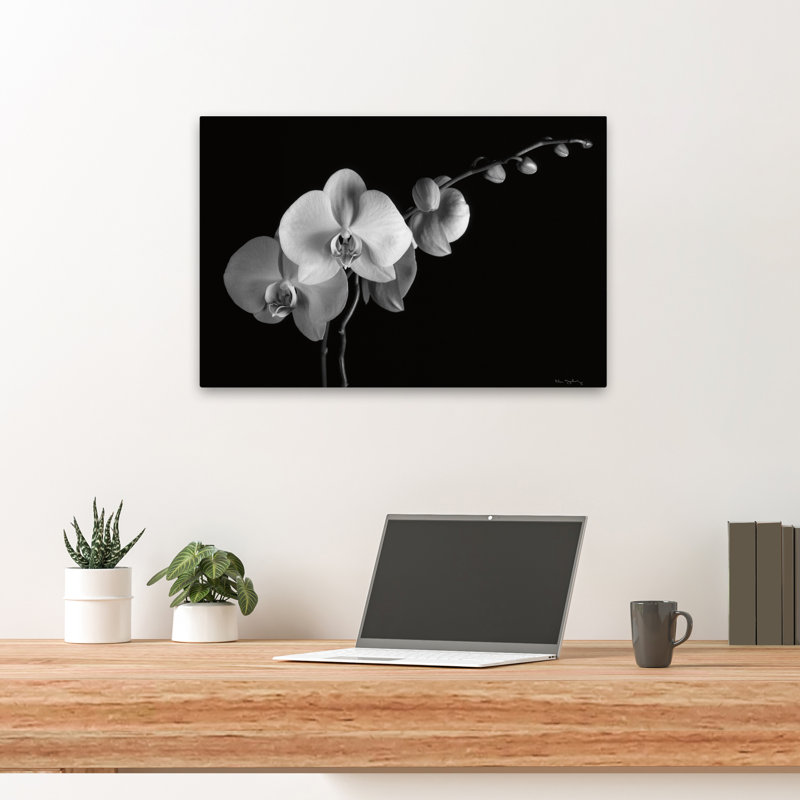 Florals Flowers - Moth Orchids II, H 16 po x l 24 po