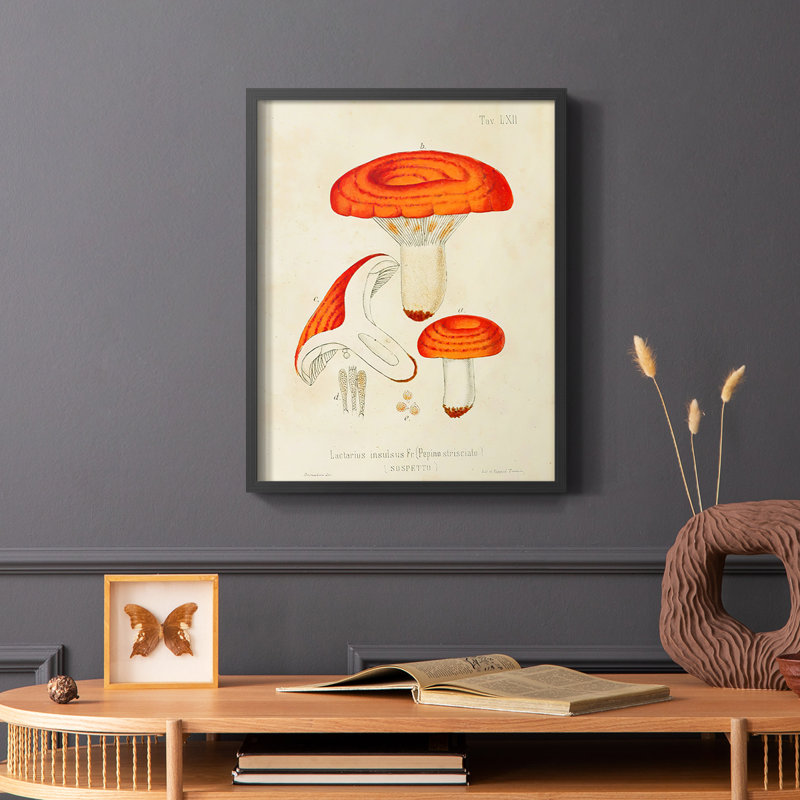 Mushroom Varieties IX Framed Print - Solid Wood, 28" H x 22" W, Black
