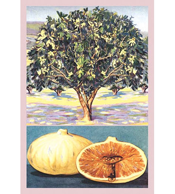 « fig tree », reproduction d’art