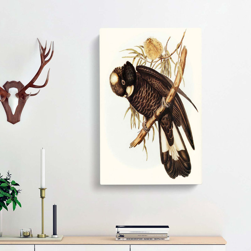 Baudins Cockatoo by Elizabeth Gould - Wrapped Canvas, 60cm H x 40cm W x 3cm D