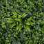 100cm Faux Onion Grass Hedge in Planter