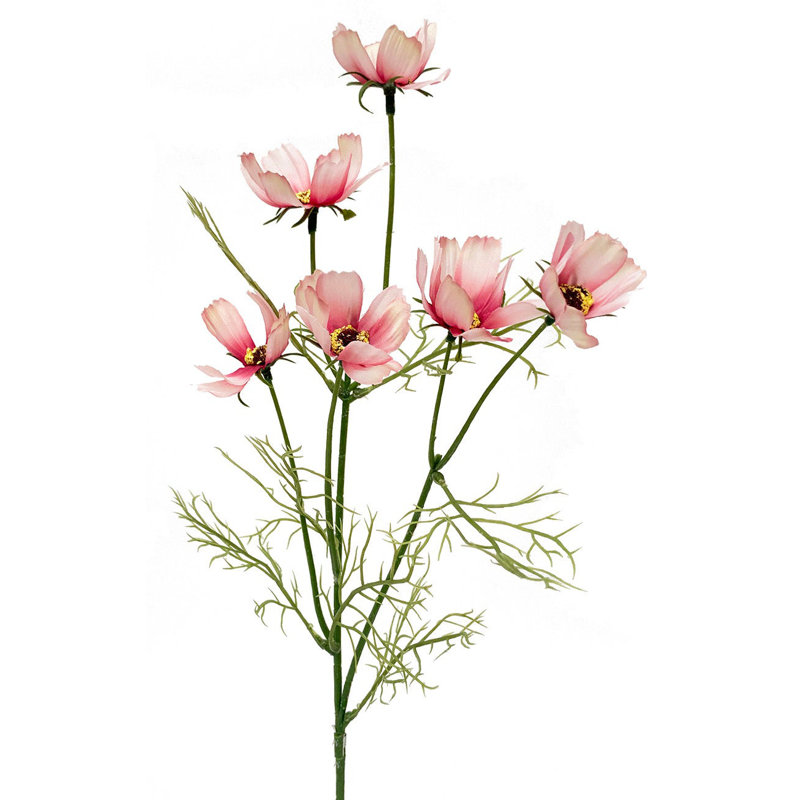 Arrangement cosmos