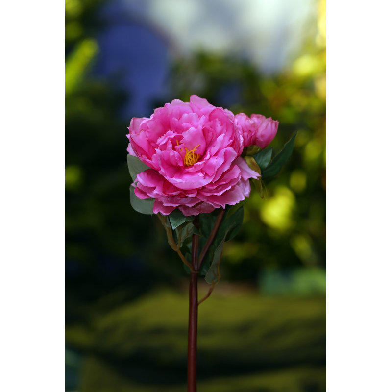 Peony with bud, Cerise Pink