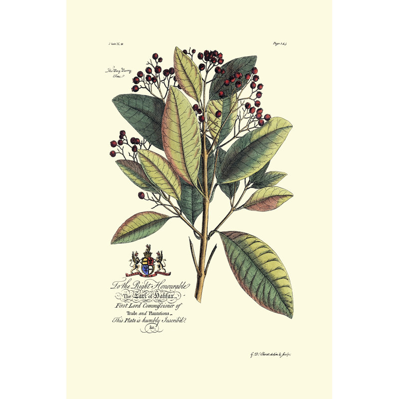 Royal Botanical VI by George Ehret - Wrapped Canvas Art Prints, 46cm H x 30cm W x 3.8cm D