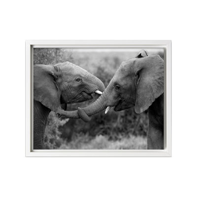Éléphants bienveillants