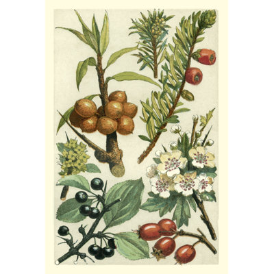 Fruits And Foliage III by Vision Studio - Wrapped Canvas Painting