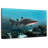 Aliwal Shoal Shark-1136436460