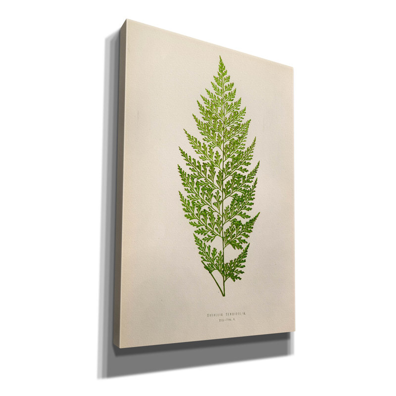 «Davallia Tenuifolia» par Art Licensing Studio, art mural sur toile, H 60 po x l 40 po