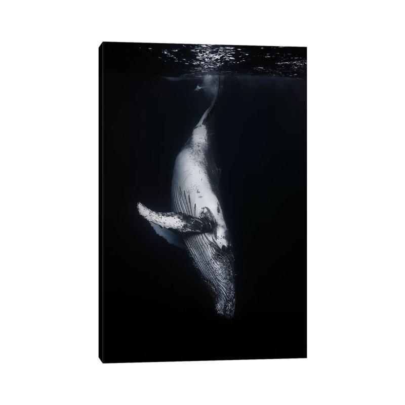 Black Whale by Barathieu Gabriel - Wrapped Canvas Print, 66.04 cm H x 45.72 cm W x 1.91 cm D
