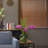 29.5" Purple Orchid Arrangement in a Circular Glass Vase with Undergrowth and Greenery | Real Touch Purple Moth Orchids by Fiori Sempre