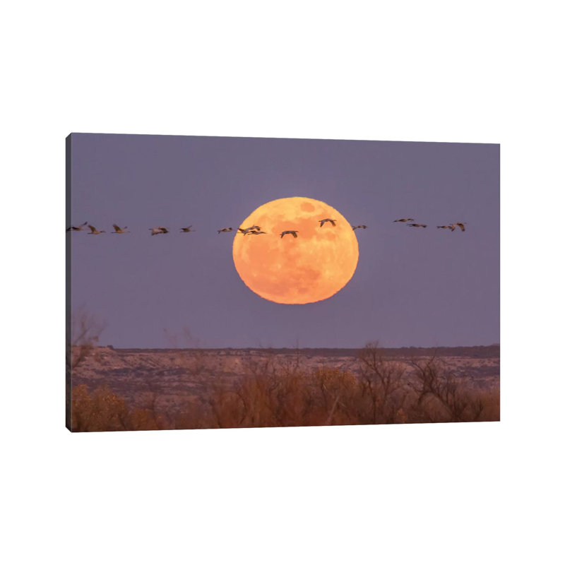 USA, New Mexico, Bosque Del Apache National Wildlife Refuge. Full Moon And Sandhill Cranes. by Jaynes Gallery - Wrapped Canvas Gallery-Wrapped Canvas Giclée
