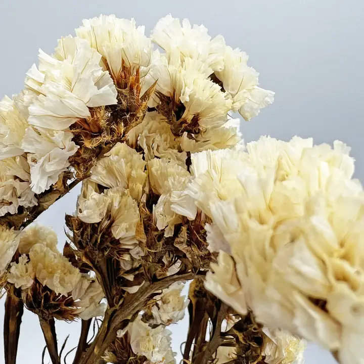 Modern Art Preserved Myosotis Stems, Yellow