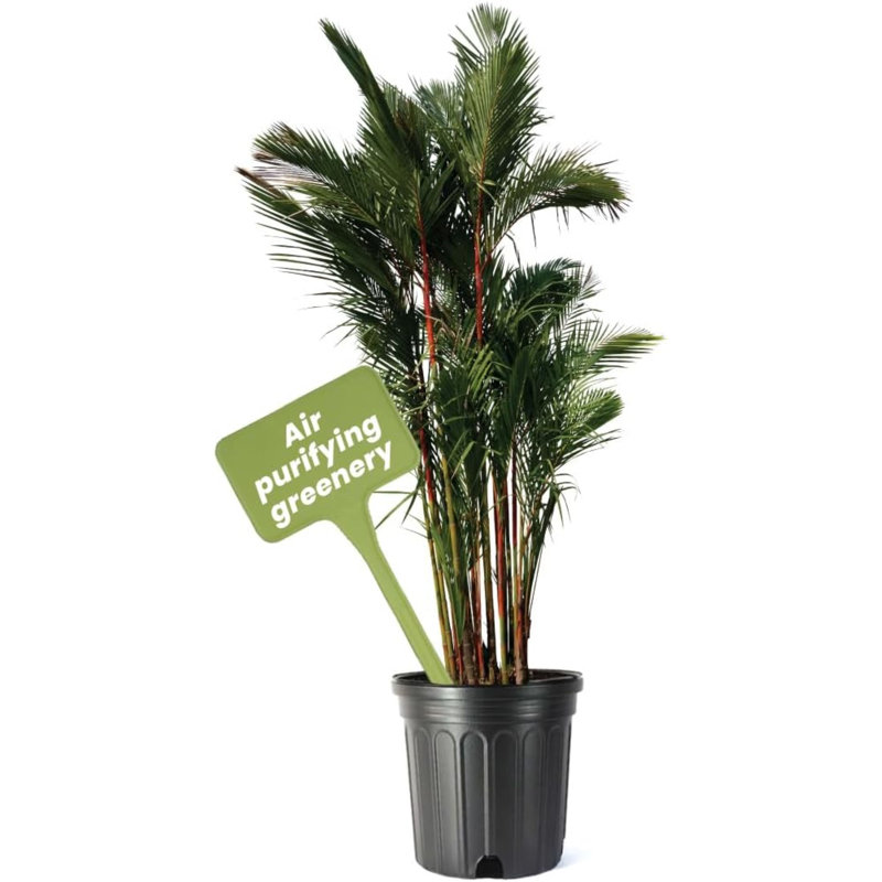 Lipstick Palm Tree in 10-Inch Black Pot for Indoor/Outdoor Use
