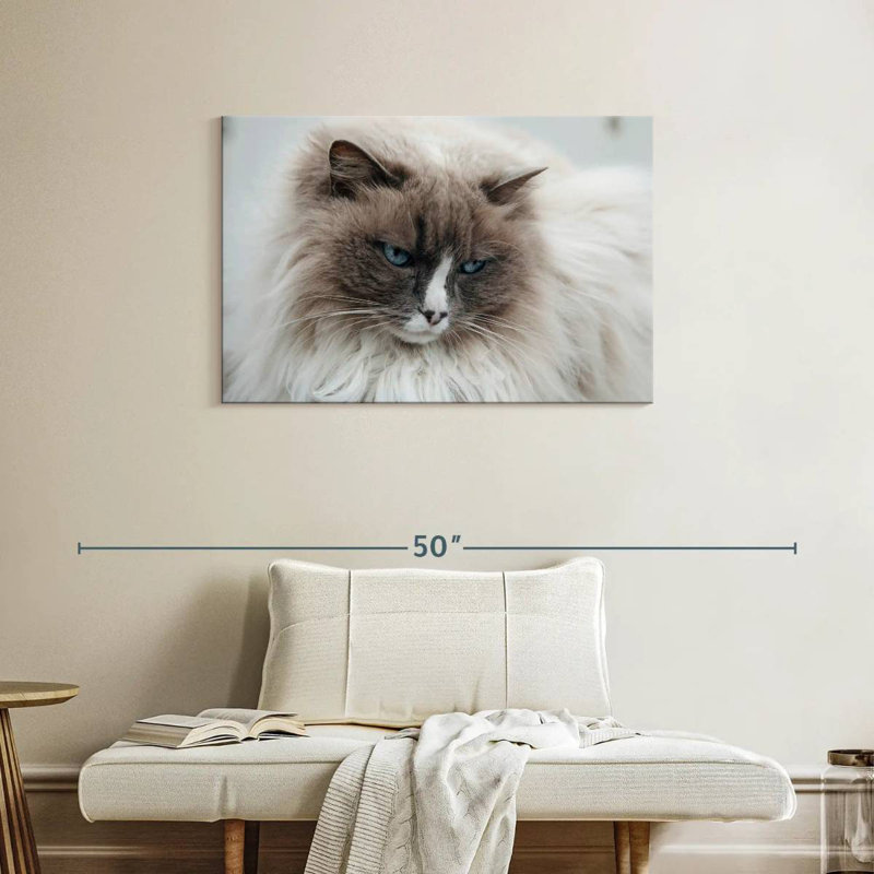 Gros plan d'un chat Bramil himilayen en Islande, H 24 po x l 36 po