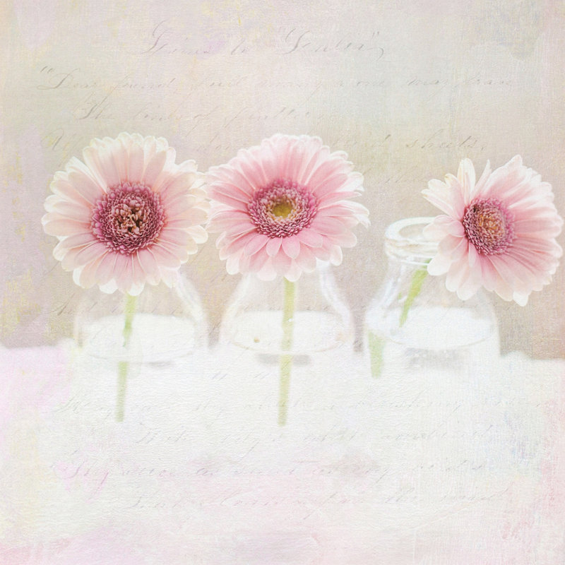 Sylvia Cook - Wrapped Canvas Print, 122cm H x 122cm W