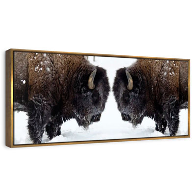 Bison Clash