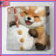 Joli renard mignon-125272945