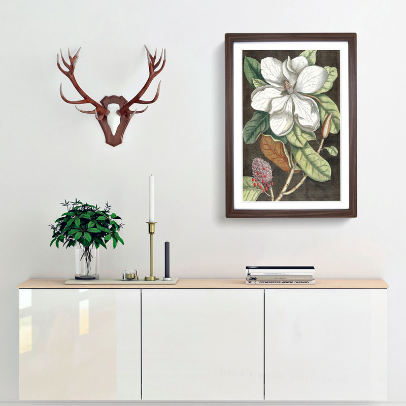 Laurel Magnolia Tree by Mark Catesby - Picture Frame Painting Print, 48cm H x 36cm W x 2cm D, Walnut Framed