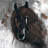 horse - 32"x32" art on canvas