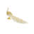 White Peacock