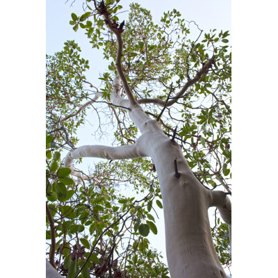 Bois de santal Rehana