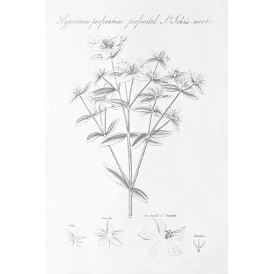Botany Book X - Wrapped Canvas Painting