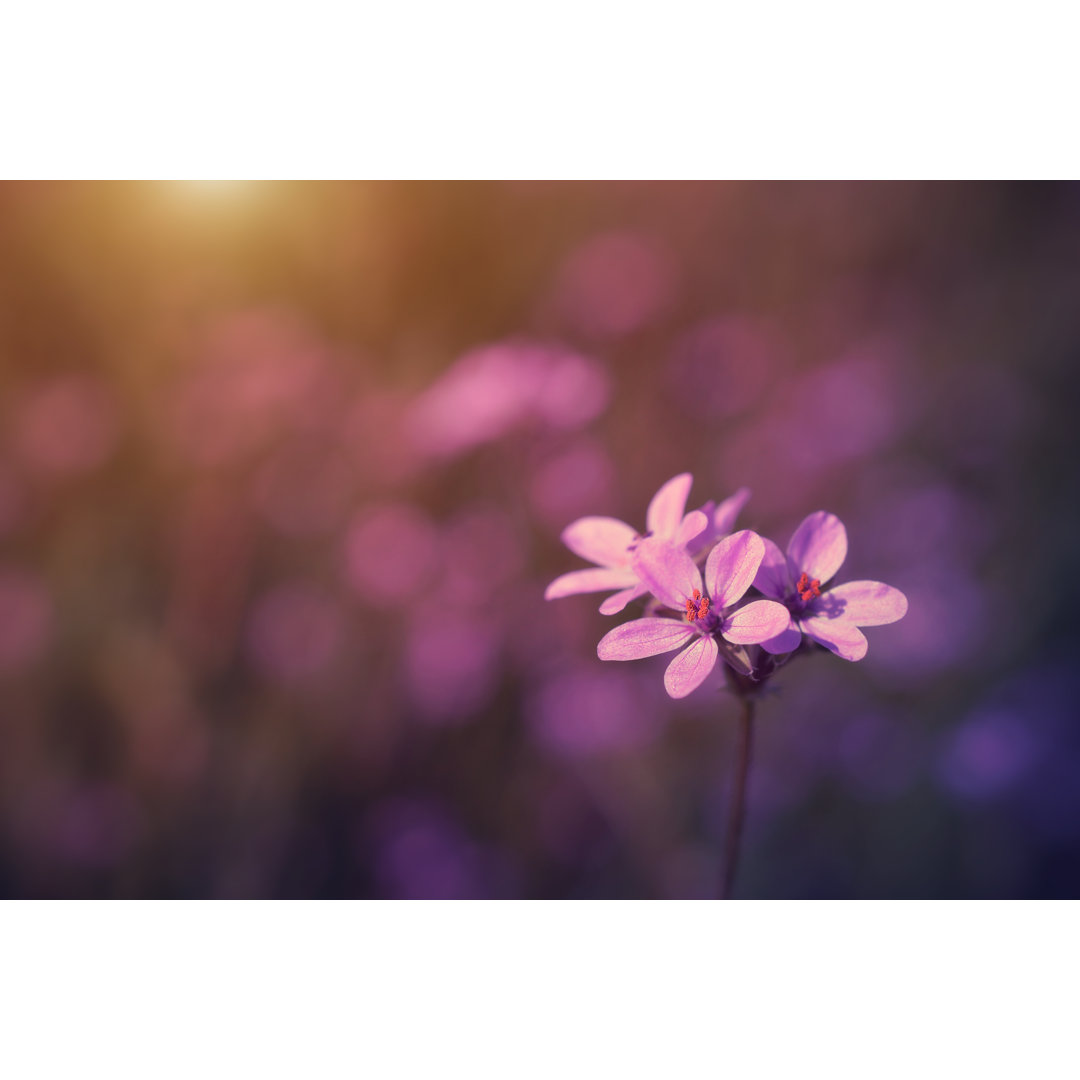 Leinwandbild Vintage Foto von Wildblumen im Sonnenuntergang