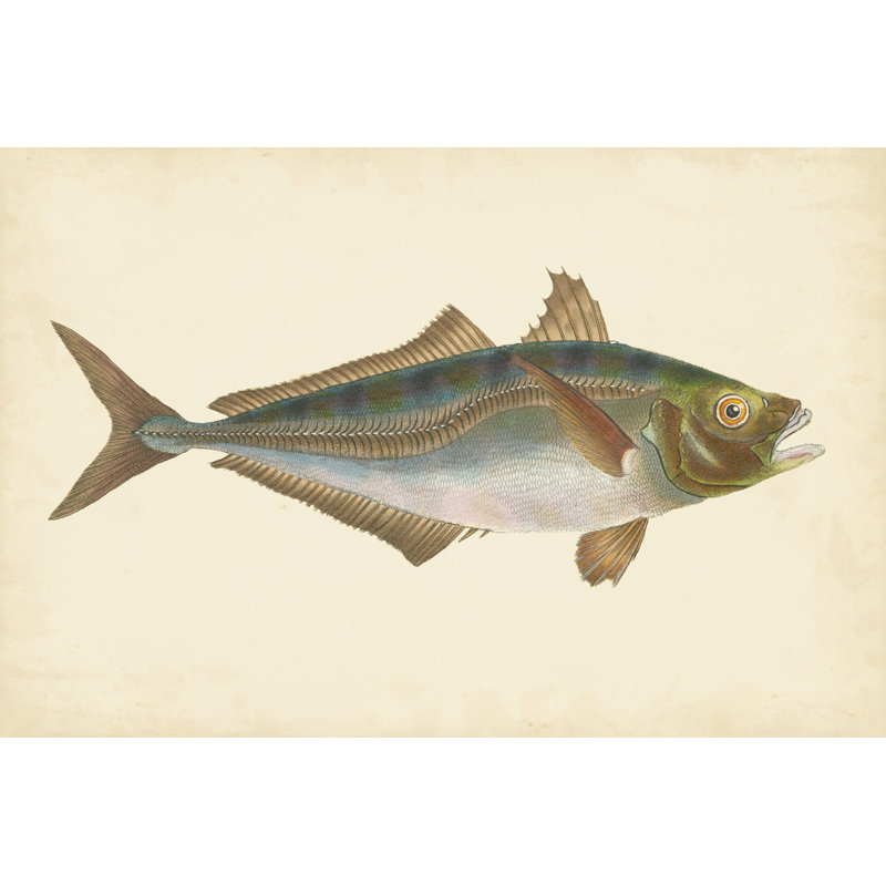 Donovan poisson antique III, H 8 po x l 12 po x P 1 po