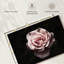 Rose œillet Harnek-108692692