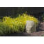 Spataro paysage jardin pierre-2040482805