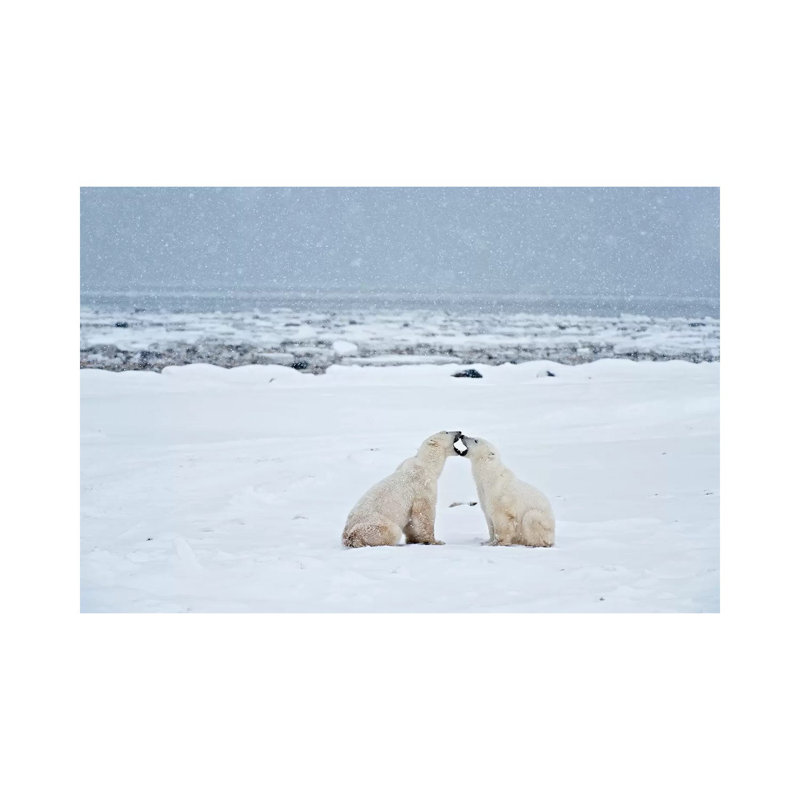 Canada, Manitoba, Churchill. Polar Bears On Frozen Tundra. by Jaynes Gallery - Wrapped Canvas Print