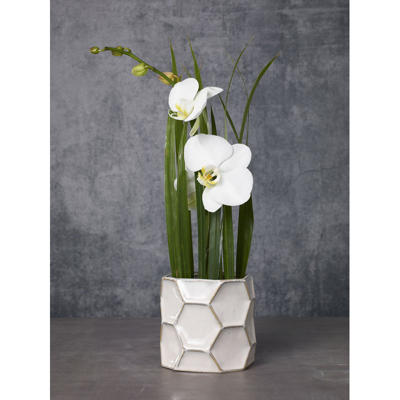 Pot à fleurs en céramique Jurea, H 5 po x l 5,25 po x P 5,25 po