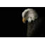 Eagle Eagle - photographie sur toile tendue-1042904559-1051598548-1051598549