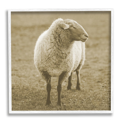 Photographie de moutons qui paissent dans un champ, encadrée sur du bois par Lil 'Rue, photographie