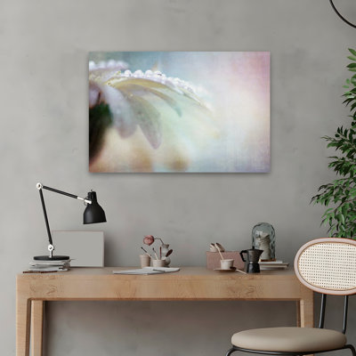 Plantes, fleurs, paysage, nature, marguerites