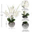 Haffner Arrangement