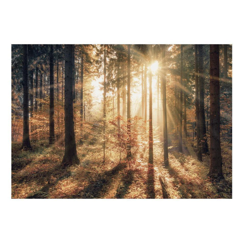 Murale arbres Faiyaaz au soleil du matin, L 27 po x l 38 po