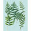 Art sur toile tendue par August Grove® Weinmann Gallery: Spa Ferns I-961996078