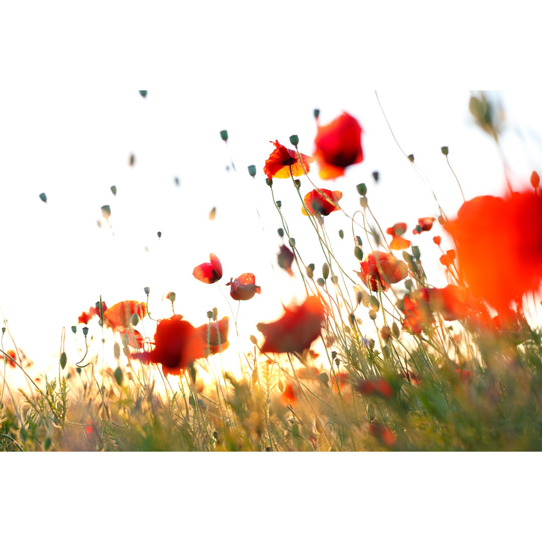 Wunderschöne schwerelose rote Mohnblumen auf der Wiese gegen den Himmel von Alexxx1981 - Ohne Rahmen auf Leinwand drucke...