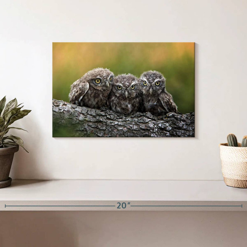 Brampt Snuggling Young Owls, 8" H x 12" W