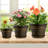 Plastic Flower Plant Pots Set of 4-900570931-900571083