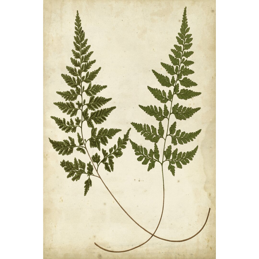 Leinwandbild Fern Portfolio I von Francis G. Heath